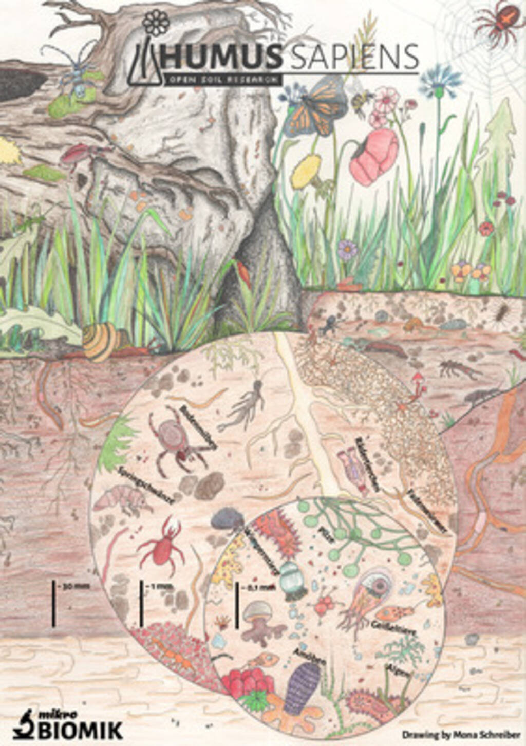 Cover of Soil life illustration (PNG)